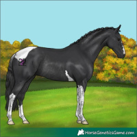 Horse Color:Black Tobiano Rabicano 