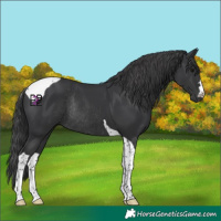 Horse Color:Black Tobiano Rabicano 
