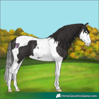 Horse Color:Smoky Black Splash Tobiano