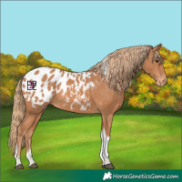 Horse Color:Chestnut Tobiano Appaloosa 