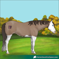 Horse Color:Classic Champagne Splash