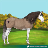 Horse Color:Classic Champagne Splash 
