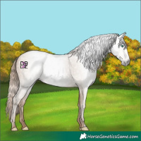 Horse Color:Gray Smoky Black Pearl