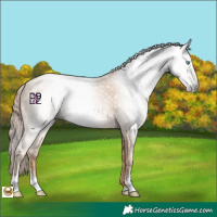Horse Color:Gray Amber Champagne Pearl Sabino
