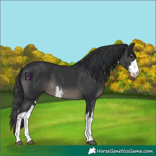 Horse Color:White Spotted Black