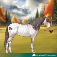 Horse Color:White Spotted Bay Roan Appaloosa 