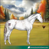 Horse Color:White Spotted Bay Roan Appaloosa