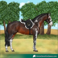 Horse Color:Brown Sabino 