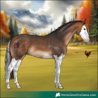 Horse Color:Bay Splash