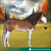 Horse Color:Bay Splash 