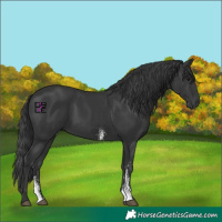 Horse Color:Black Sabino 
