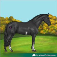 Horse Color:Black Sabino