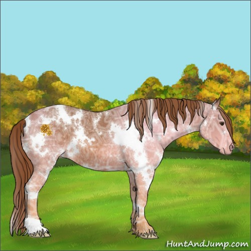 Horse Color:White Spotted Chestnut Ice 
