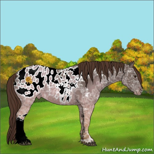 Horse Color:Liver Chestnut Ice Appaloosa 