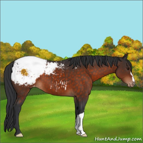 Horse Color:Brown Snowcap 