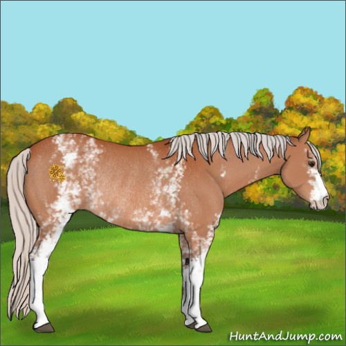 Horse Color:White Spotted Silver Bay Rabicano 