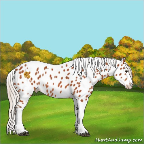 Horse Color:White Spotted Silver Brown Tobiano Appaloosa 