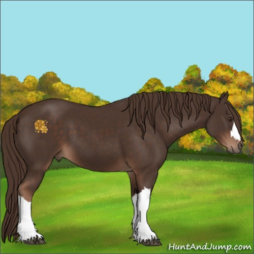 Horse Color:Liver Chestnut 