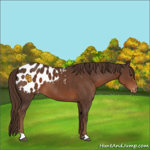 Horse Color:Liver Chestnut Appaloosa 