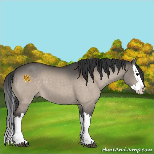 Horse Color:Bay Dun Splash 