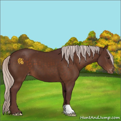 Horse Color:Chocolate Silver Brown Appaloosa 
