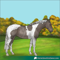 Horse Color:Silver Black Tobiano Rabicano