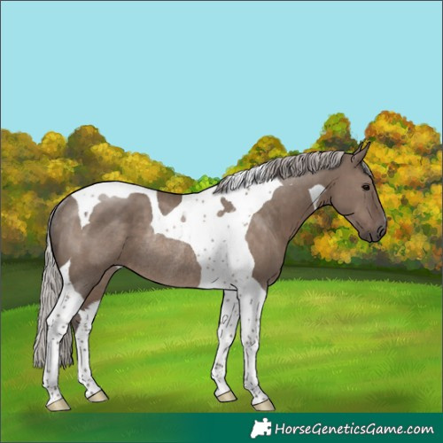 Horse Color:Silver Grullo Tobiano Rabicano 