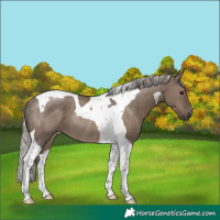 Horse Color:Silver Grullo Tobiano Rabicano