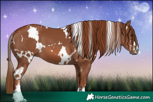 Horse Color:White Spotted Chestnut 