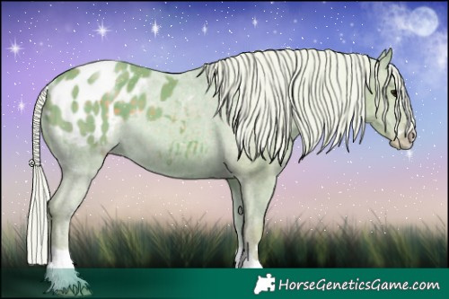 Horse Color:Watercolor Silver Black Appaloosa 