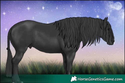 Horse Color:Black 