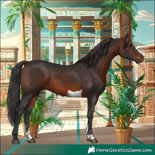 Horse Color:Brown Sabino Tobiano 