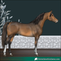 Horse Color:Buckskin Sabino Tobiano 