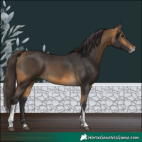Horse Color:Buckskin Sabino Tobiano