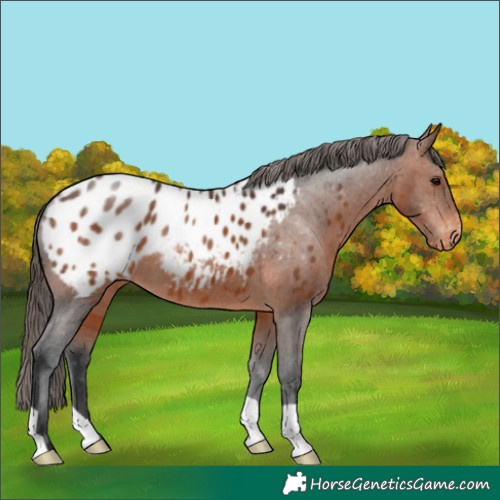 Horse Color:Brown Appaloosa 