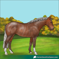 Horse Color:Silver Brown Rabicano 