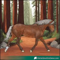 Horse Color:Silver Bay 