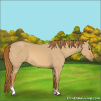 Horse Color:Red Dun Tobiano