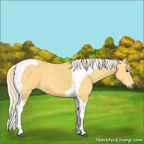 Horse Color:Palomino Tobiano