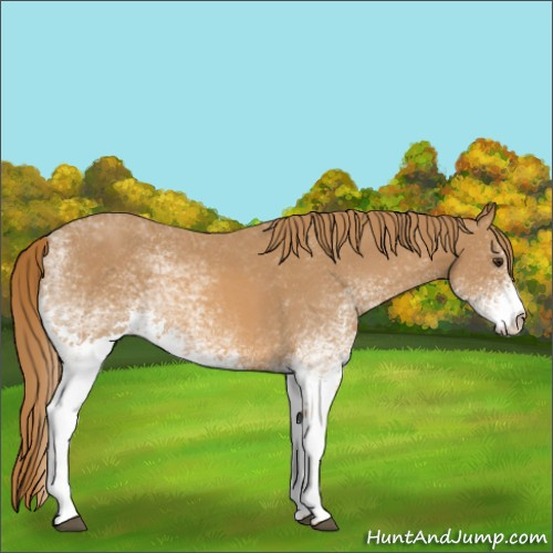Horse Color:White Spotted Chestnut 