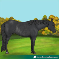 Horse Color:Black Rabicano 