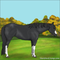 Horse Color:Black 