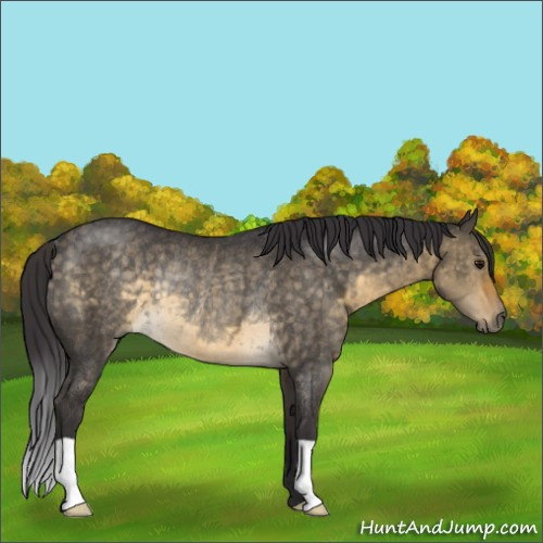 Horse Color:Buckskin Dun Rabicano