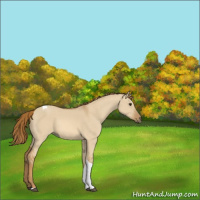 Horse Color:Red Dun Tobiano Rabicano 
