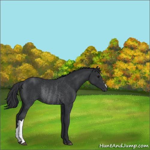 Horse Color:Black Rabicano