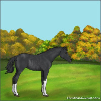 Horse Color:Black Rabicano 