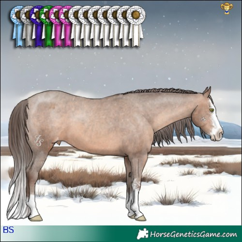 Horse Color:Sable Champagne Sabino Splash Appaloosa 