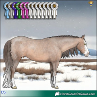 Horse Color:Sable Champagne Sabino Splash Appaloosa 