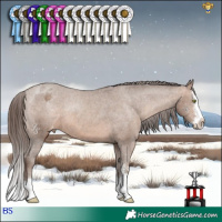 Horse Color:Sable Champagne Sabino Splash Appaloosa 
