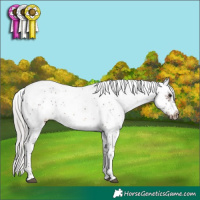 Horse Color:White Spotted Silver Brown Sabino Frame Rabicano 